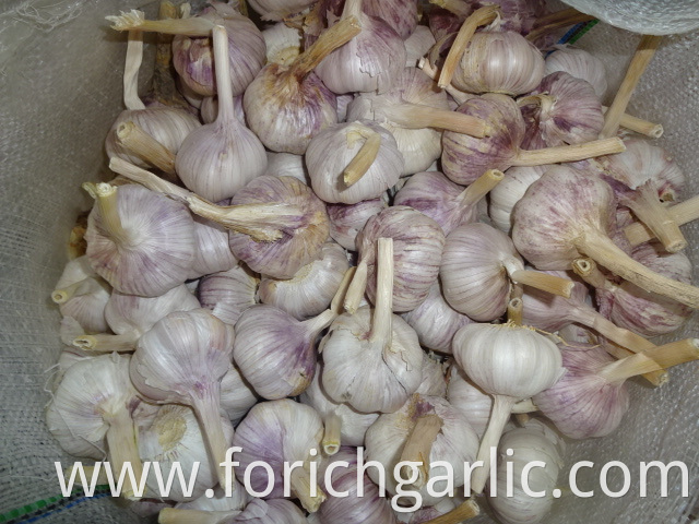 New Crop Normal Garlic